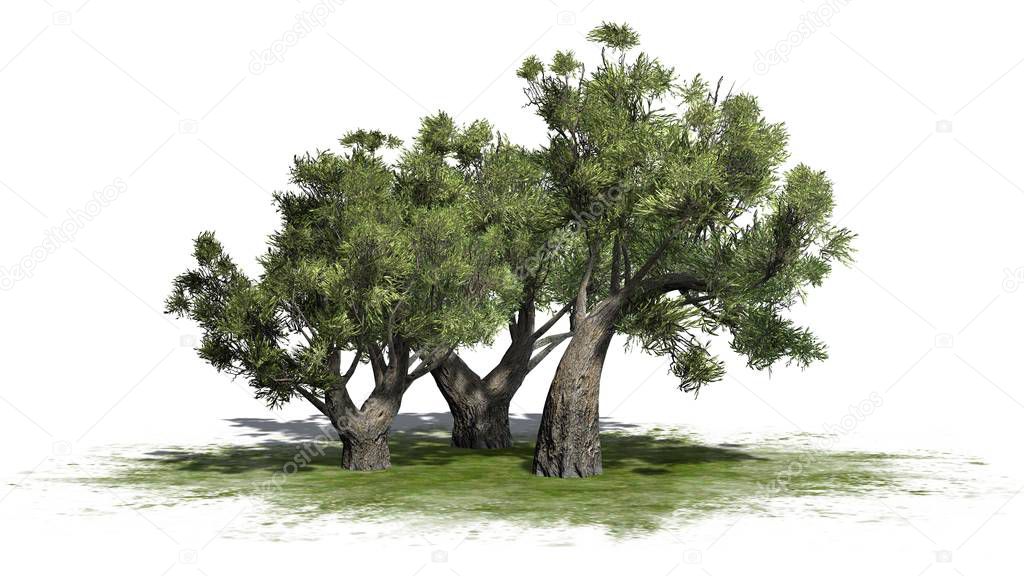 African Olive trees on green area - isolated on white background