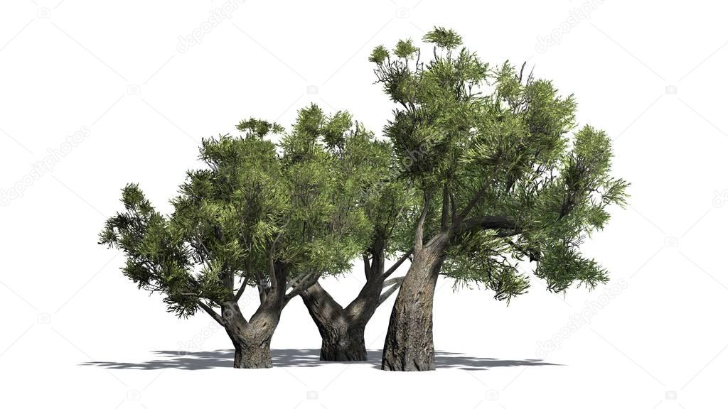 African Olive trees with shadow - isolated on white background