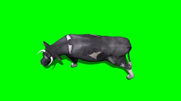 Cow Lays Rest Green Screen — Stock Video