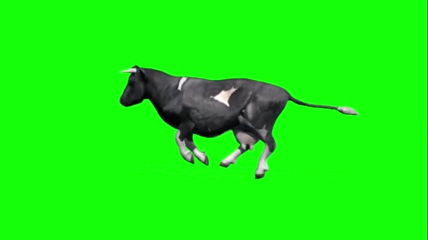 Αγελάδα Τρέχει Πράσινη Οθόνη — Αρχείο Βίντεο