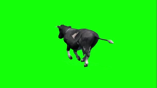 牛の実行 緑色の画面 — ストック動画