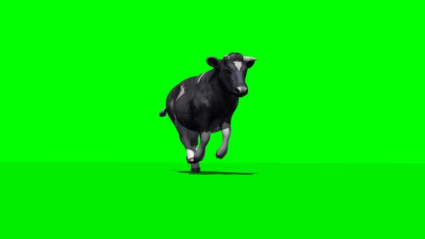 Krowa Działa Zielony Ekran — Wideo stockowe