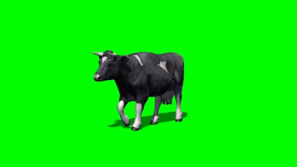 Cow Goes Green Screen — Stock Video