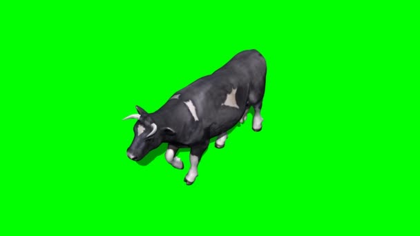 Vaca Pantalla Verde — Vídeos de Stock