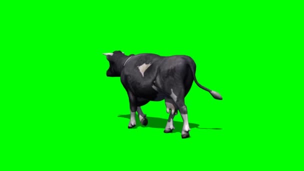 Cow Goes Green Screen — Stock Video