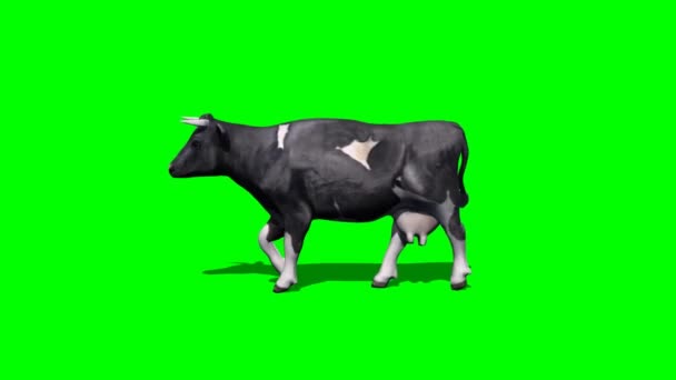 Cow Goes Green Screen — Stock Video