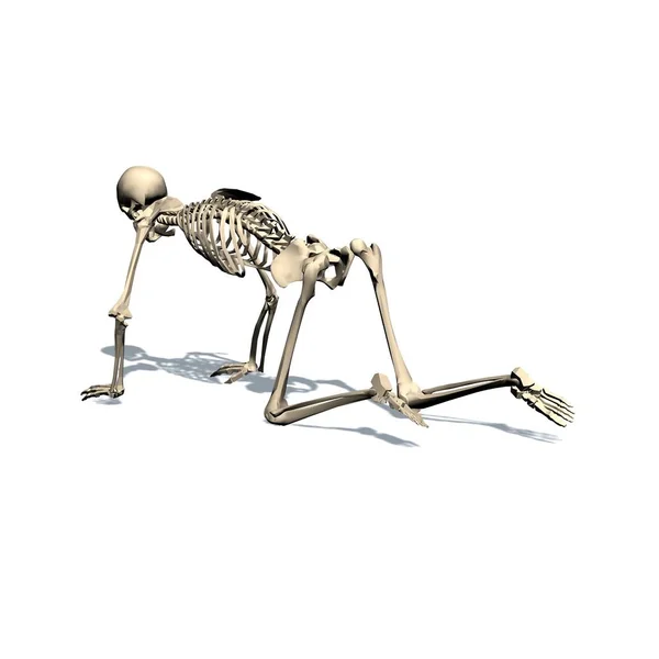 Скелеты Ползают Изолированы Белом Фоне — стоковое фото