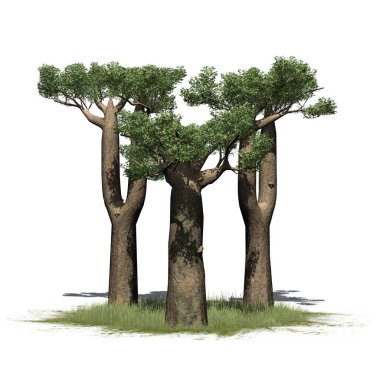 Madagaskar Baobab ağaçlarından oluşan küçük bir grup - beyaz arka planda izole edilmiş - 3 boyutlu illüstrasyon