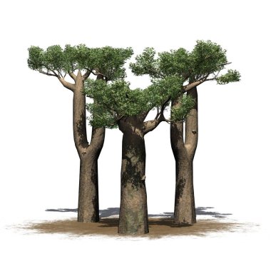 Madagaskar Baobab ağaçlarından oluşan küçük bir grup - beyaz arkaplanda izole edilmiş - 3 boyutlu illüstrasyon