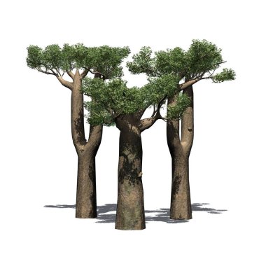 Yerde gölgesi olan küçük bir Madagaskar Baobab Ağacı grubu - beyaz arka planda izole edilmiş - 3 boyutlu illüstrasyon