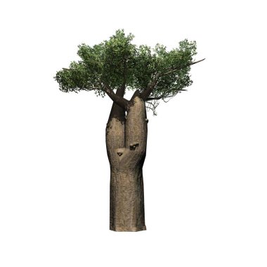 Madagaskar Baobab Ağacı - beyaz arkaplanda izole - 3 boyutlu illüstrasyon