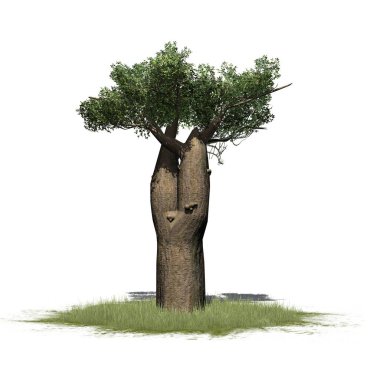 Madagaskar Baobab Ağacı yeşil bir alanda - beyaz arka planda izole - 3D illüstrasyon