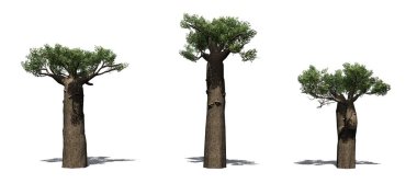 Yerdeki gölgeli Madagaskar Baobab ağaçları seti - beyaz arka planda izole - 3 boyutlu illüstrasyon