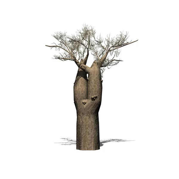 1本のマダガスカル バオバブの木が冬に床に影を付け 白い背景に隔離されている 3Dイラスト — ストック写真