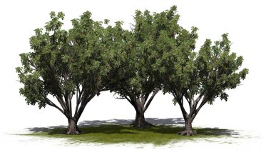 Beyaz arka planda izole edilmiş yeşil bir alanda bir grup Kara Elder çalılığı - 3D illüstrasyon