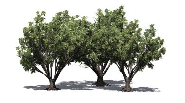 Beyaz arka planda izole edilmiş, çiçekli ve yerdeki gölgeli bir grup Siyah Yaşlı çalısı - 3 boyutlu illüstrasyon