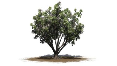 Kum bölgesinde çiçekli siyah yaşlı çalılık - beyaz arka planda izole - 3D illüstrasyon