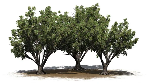 Grupo Arbustos Black Elder Uma Área Areia Isolado Fundo Branco — Fotografia de Stock