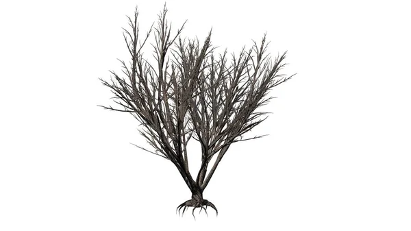 冬季黑色接骨木灌木 白色背景隔离 3D图解 — 图库照片