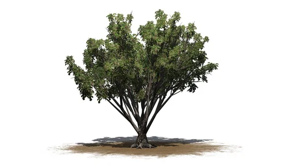 Arbusto Black Elder Uma Área Areia Isolado Fundo Branco Ilustração — Fotografia de Stock