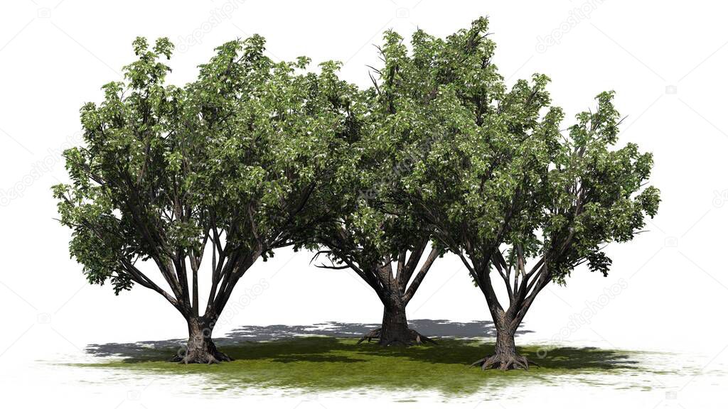 a group of Black Elder shrubs with flowers on a green area - isolated on white background - 3D illustration