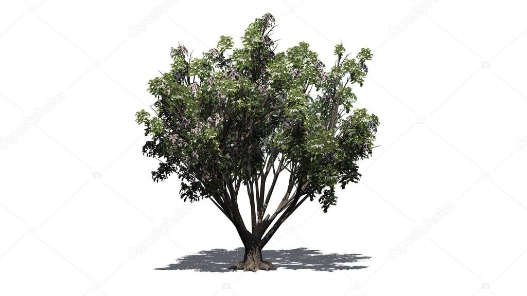 Black Elder shrub with flowers and shadow on the floor - isolated on white background - 3D illustration