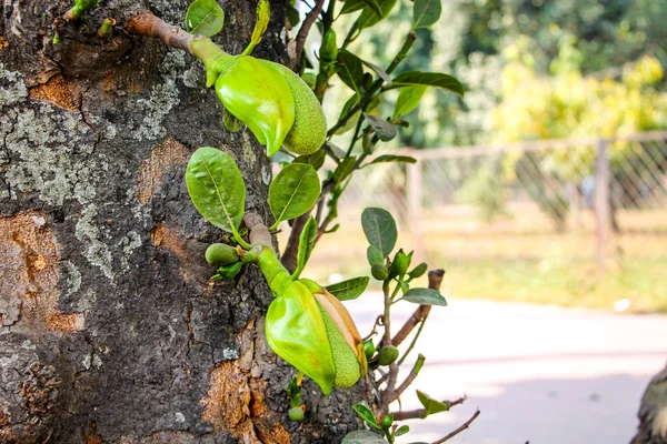 Jackfruit, incir, dut ve ekmek meyvesi familyasından bir ağaç türüdür. Kökeni Güney Hindistan 'ın Batı Ghat' leri ile Malezya 'nın yağmur ormanları arasındaki bölgedir..