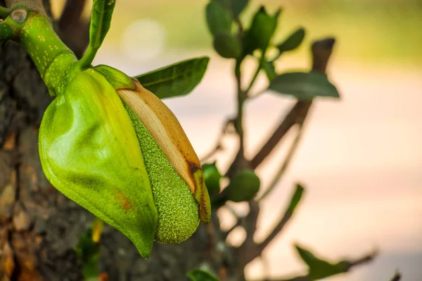 Jackfruit, incir, dut ve ekmek meyvesi familyasından bir ağaç türüdür. Kökeni Güney Hindistan 'ın Batı Ghat' leri ile Malezya 'nın yağmur ormanları arasındaki bölgedir..