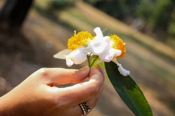 Mesua ferrea (Seylan demir ağacı, Hint gül kestanesi veya kobra safranı), Calophyllaceae familyasından bir kuş türü. Bu yavaş büyüyen ağaç adını kerestesinin ağırlığı ve sertliğinden alır..
