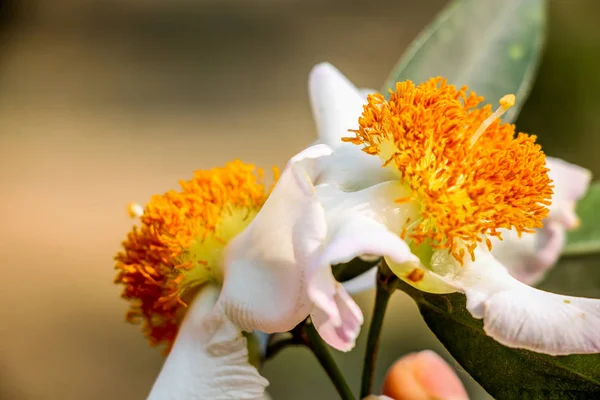Mesua ferrea (Seylan demir ağacı, Hint gül kestanesi veya kobra safranı), Calophyllaceae familyasından bir kuş türü. Bu yavaş büyüyen ağaç adını kerestesinin ağırlığı ve sertliğinden alır..