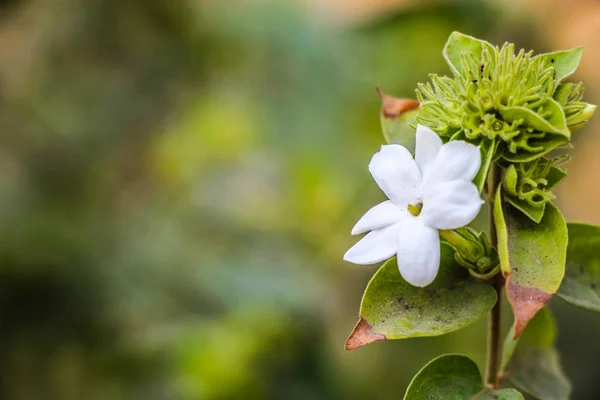 Trachelospermum jasminoides, Apocynaceae familyasından bir bitki türü. Yaygın isimler arasında Konfederasyon yasemini, Güney yasemini, Yıldız yasemin, Konfederasyon Yasemin ve Çin yıldızı Yasemin yer alıyor..