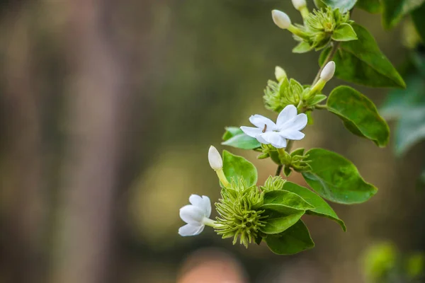 Trachelospermum jasminoides, Apocynaceae familyasından bir bitki türü. Yaygın isimler arasında Konfederasyon yasemini, Güney yasemini, Yıldız yasemin, Konfederasyon Yasemin ve Çin yıldızı Yasemin yer alıyor..