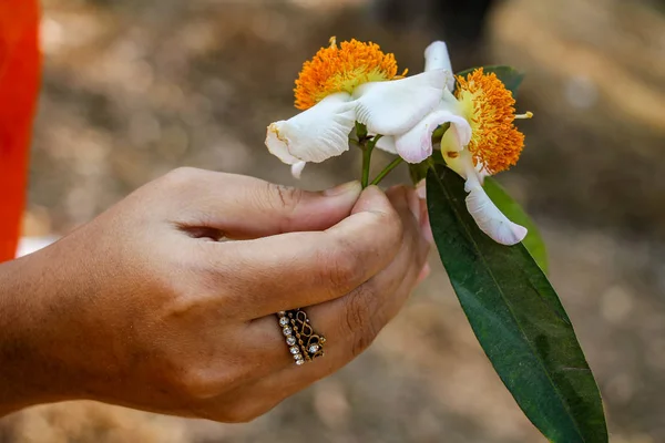 Mesua ferrea (Seylan demir ağacı, Hint gül kestanesi veya kobra safranı), Calophyllaceae familyasından bir kuş türü. Bu yavaş büyüyen ağaç adını kerestesinin ağırlığı ve sertliğinden alır..
