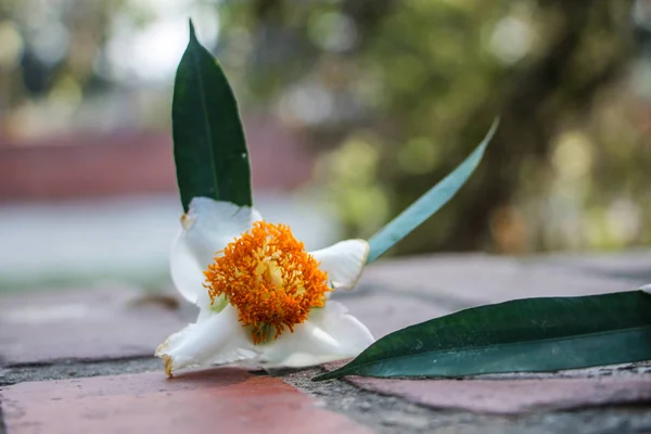 Mesua ferrea (Seylan demir ağacı, Hint gül kestanesi veya kobra safranı), Calophyllaceae familyasından bir kuş türü. Bu yavaş büyüyen ağaç adını kerestesinin ağırlığı ve sertliğinden alır..