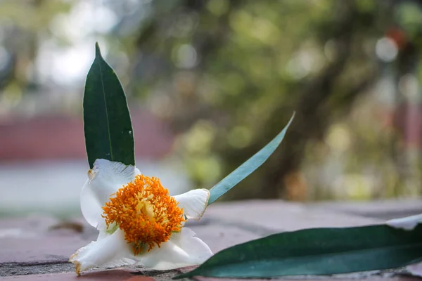 Mesua ferrea (Seylan demir ağacı, Hint gül kestanesi veya kobra safranı), Calophyllaceae familyasından bir kuş türü. Bu yavaş büyüyen ağaç adını kerestesinin ağırlığı ve sertliğinden alır..
