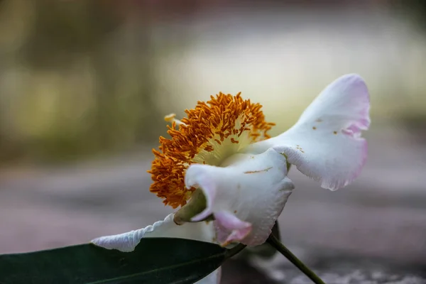 Mesua ferrea (Seylan demir ağacı, Hint gül kestanesi veya kobra safranı), Calophyllaceae familyasından bir kuş türü. Bu yavaş büyüyen ağaç adını kerestesinin ağırlığı ve sertliğinden alır..