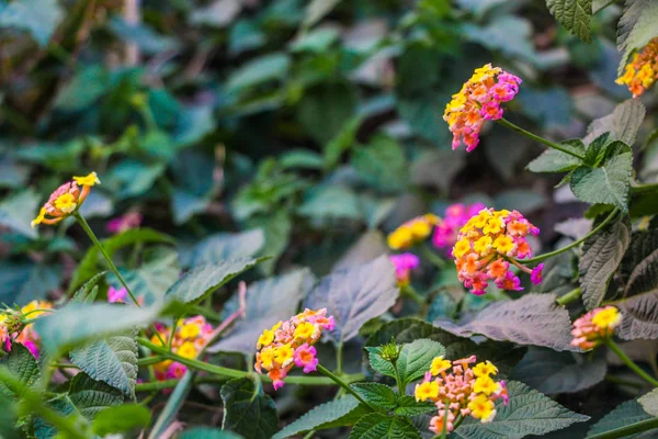 Lantana Camara, verbena familyasından bir bitki türü. L. camara 'nın diğer yaygın isimleri arasında büyük bilge, yabani, kırmızı-bilge, beyaz-bilge, tikberry, Batı Hint lantana ve umbelanternafic adı Lantana camara bulunur.