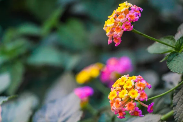 Lantana Camara, verbena familyasından bir bitki türü. L. camara 'nın diğer yaygın isimleri arasında büyük bilge, yabani, kırmızı-bilge, beyaz-bilge, tikberry, Batı Hint lantana ve umbelanternafic adı Lantana camara bulunur.