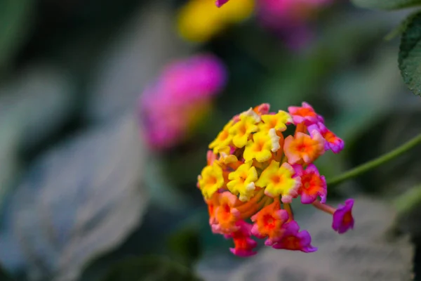 Lantana Camara, verbena familyasından bir bitki türü. L. camara 'nın diğer yaygın isimleri arasında büyük bilge, yabani, kırmızı-bilge, beyaz-bilge, tikberry, Batı Hint lantana ve umbelanternafic adı Lantana camara bulunur.