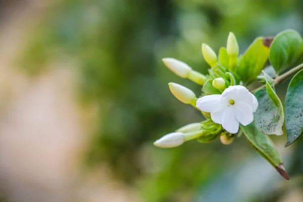 Trachelospermum jasminoides, Apocynaceae familyasından bir bitki türü. Yaygın isimler arasında Konfederasyon yasemini, Güney yasemini, Yıldız yasemin, Konfederasyon Yasemin ve Çin yıldızı Yasemin yer alıyor..