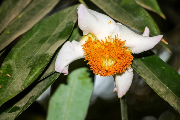 Mesua ferrea (Seylan demir ağacı, Hint gül kestanesi veya kobra safranı), Calophyllaceae familyasından bir kuş türü. Bu yavaş büyüyen ağaç adını kerestesinin ağırlığı ve sertliğinden alır..
