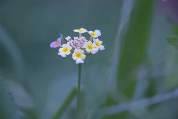 Lantana Camara, verbena familyasından bir bitki türü. L. camara 'nın diğer yaygın isimleri arasında büyük bilge, yabani, kırmızı-bilge, beyaz-bilge, tikberry, Batı Hint lantana ve umbelanternafic adı Lantana camara bulunur.