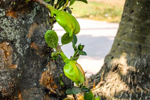 Jackfruit, incir, dut ve ekmek meyvesi familyasından bir ağaç türüdür. Kökeni Güney Hindistan 'ın Batı Ghat' leri ile Malezya 'nın yağmur ormanları arasındaki bölgedir..
