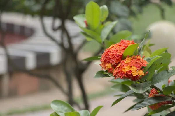 Ixora coccinea, tomurcuklanan bir bitki türü. Güney Hindistan, Bangladeş ve Sri Lanka 'ya özgü yaygın çiçekli çalılar. Güney Florida bahçelerinin ve manzaraların en popüler çiçek açan çalıları. Surinam 'ın ulusal çiçeğidir.