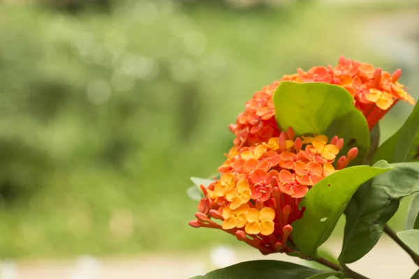 Ixora coccinea, tomurcuklanan bir bitki türü. Güney Hindistan, Bangladeş ve Sri Lanka 'ya özgü yaygın çiçekli çalılar. Güney Florida bahçelerinin ve manzaraların en popüler çiçek açan çalıları. Surinam 'ın ulusal çiçeğidir.