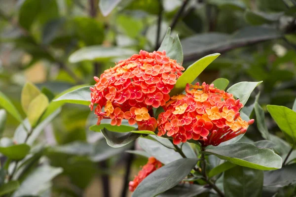 Ixora coccinea, tomurcuklanan bir bitki türü. Güney Hindistan, Bangladeş ve Sri Lanka 'ya özgü yaygın çiçekli çalılar. Güney Florida bahçelerinin ve manzaraların en popüler çiçek açan çalıları. Surinam 'ın ulusal çiçeğidir.