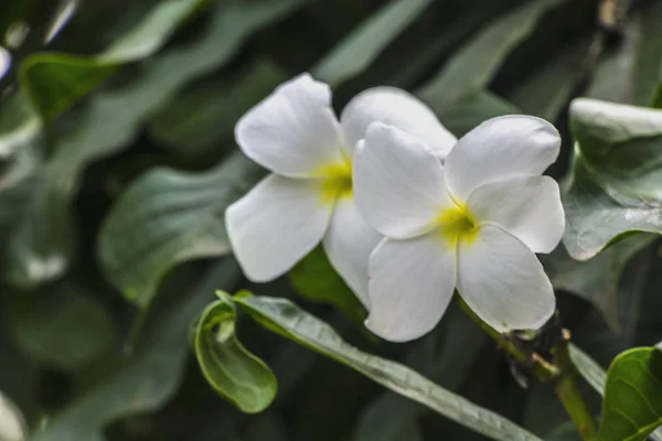 Plumeria, Apocynaceae familyasından bir bitki cinsidir. Çoğu tür yaprak döken çalılar ya da küçük ağaçlardır. Türleri Meksika, Orta Amerika ve Karayipler 'e özgüdür.