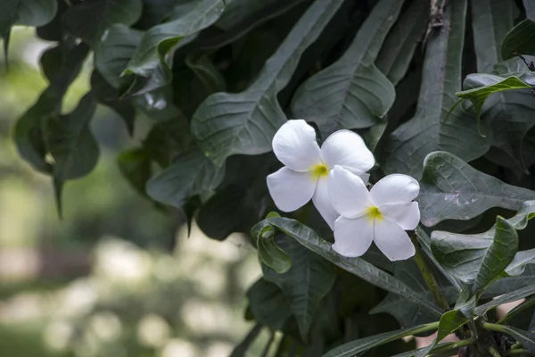 Plumeria, Apocynaceae familyasından bir bitki cinsidir. Çoğu tür yaprak döken çalılar ya da küçük ağaçlardır. Türleri Meksika, Orta Amerika ve Karayipler 'e özgüdür.