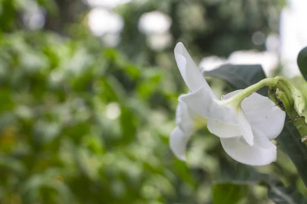 Plumeria, Apocynaceae familyasından bir bitki cinsidir. Çoğu tür yaprak döken çalılar ya da küçük ağaçlardır. Türleri Meksika, Orta Amerika ve Karayipler 'e özgüdür.