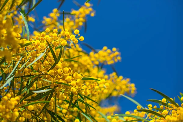 Mimoza dalları gökyüzü arka plan üzerinde